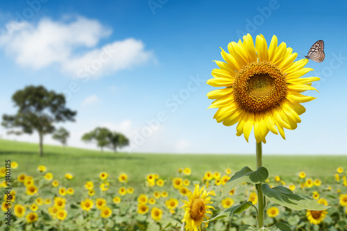 sun flower