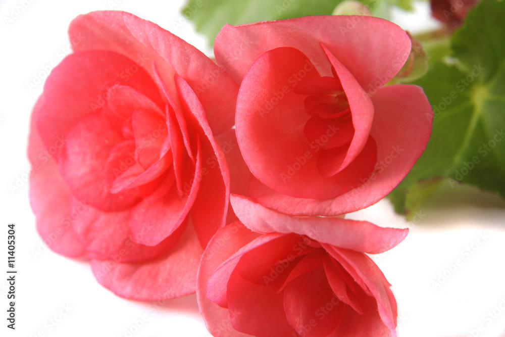 Flowers of a begonia Flowers of a begonia