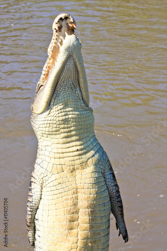 Jumping Crocodile