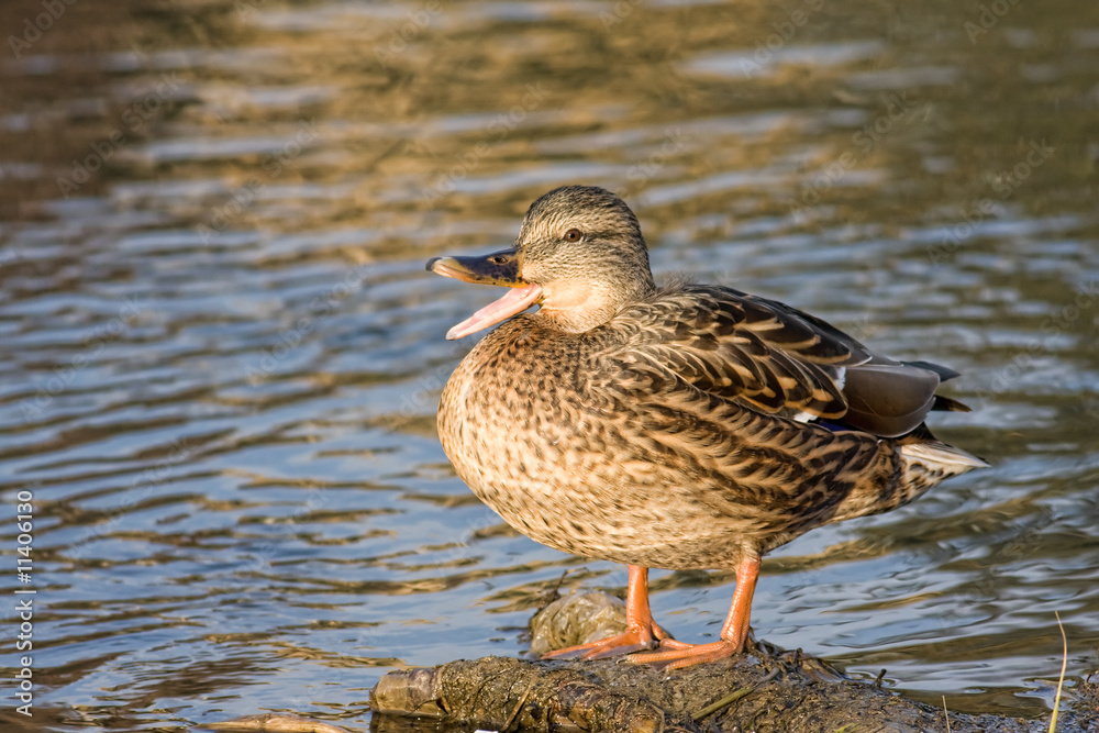 Mallard Mallard