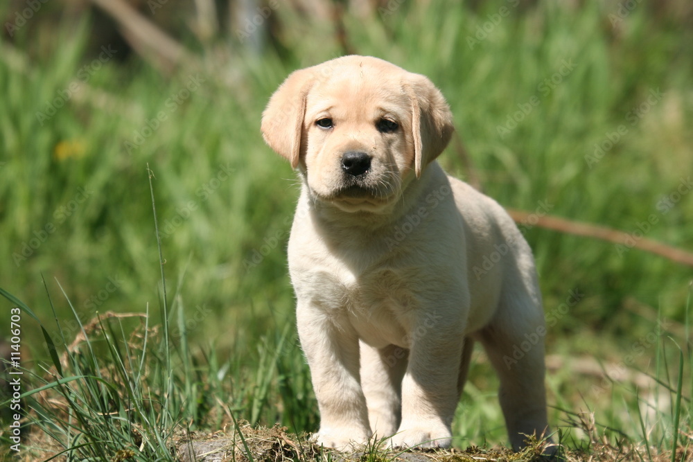 Mignon petit Labrador immobile à la campagne Mignon petit Labrador immobile à la campagne