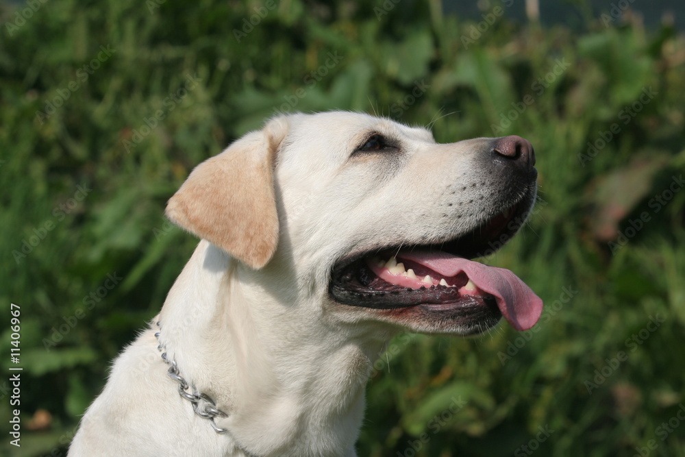 Portrait de profil d'un adorable Labrador Portrait de profil d'un adorable Labrador