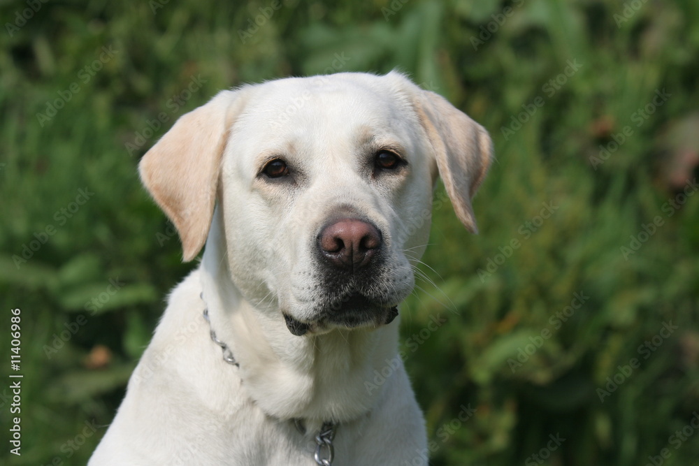 Portrait de face du labrador