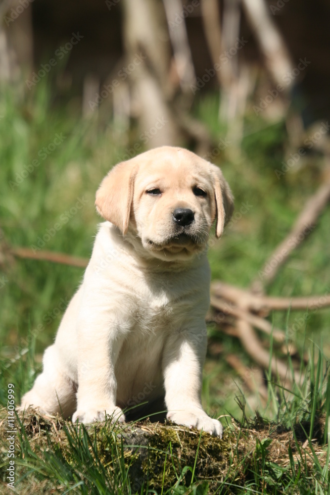 Craquant petit labrador assis à la campagne Craquant petit labrador assis à la campagne