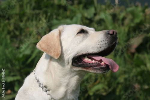 Portrait de profil d'un adorable Labrador