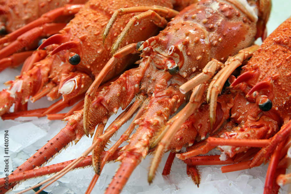 Langoustes sur l'étal d'un poissonnier Langoustes sur l'étal d'un poissonnier