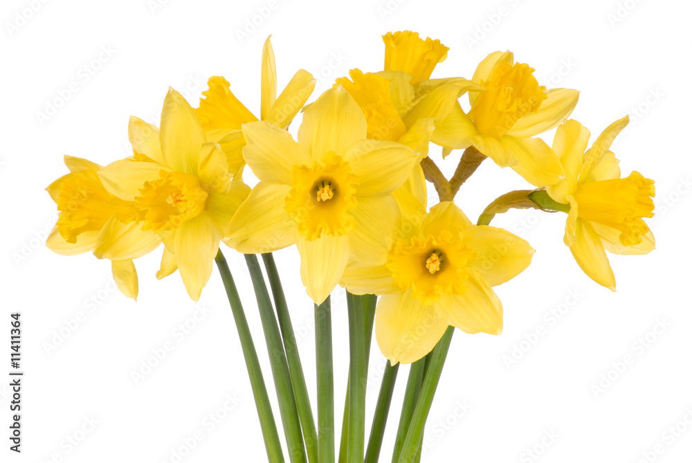 Daffodils on White