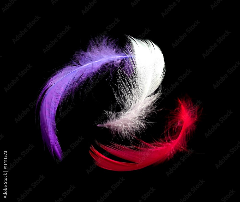 Obraz premium Three feathers on black