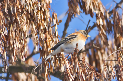 Mountain finch photo