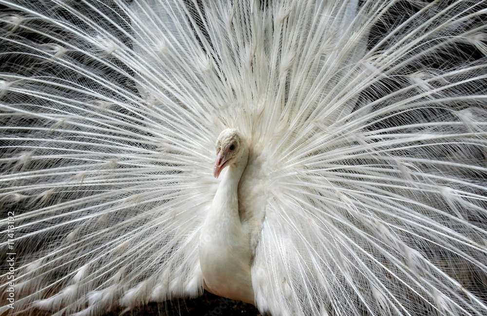 Obraz premium White Peacock