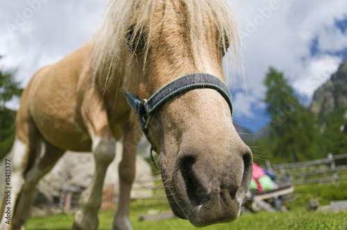 horse close up photo