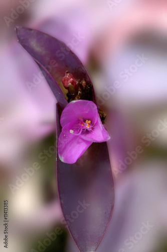 Purple Flower