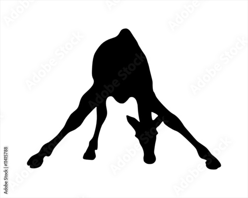 Giraffe beim Trinken