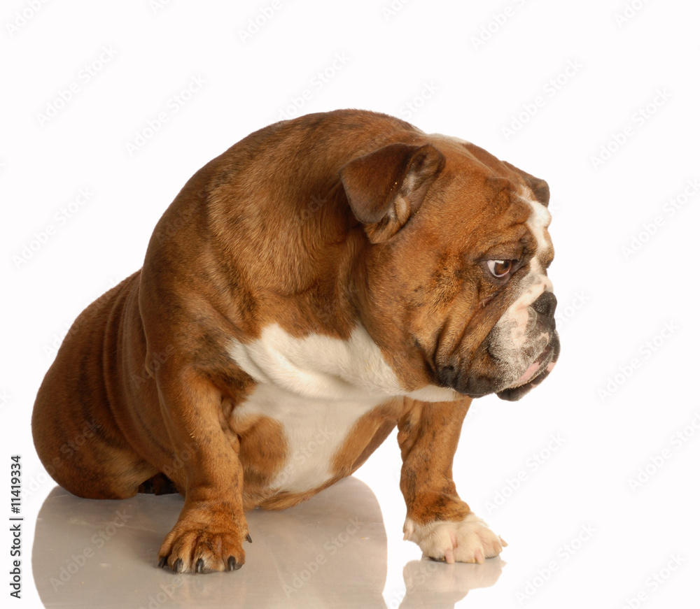 english bulldog sitting with sad expression on her face