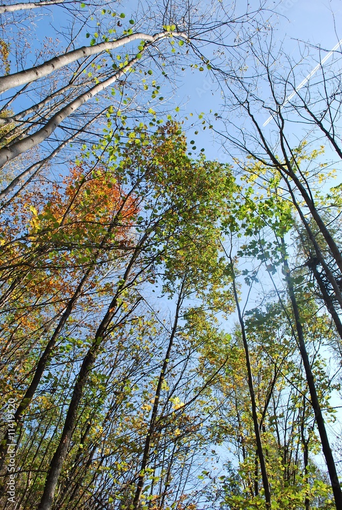 Obraz premium Bäume im Herbst