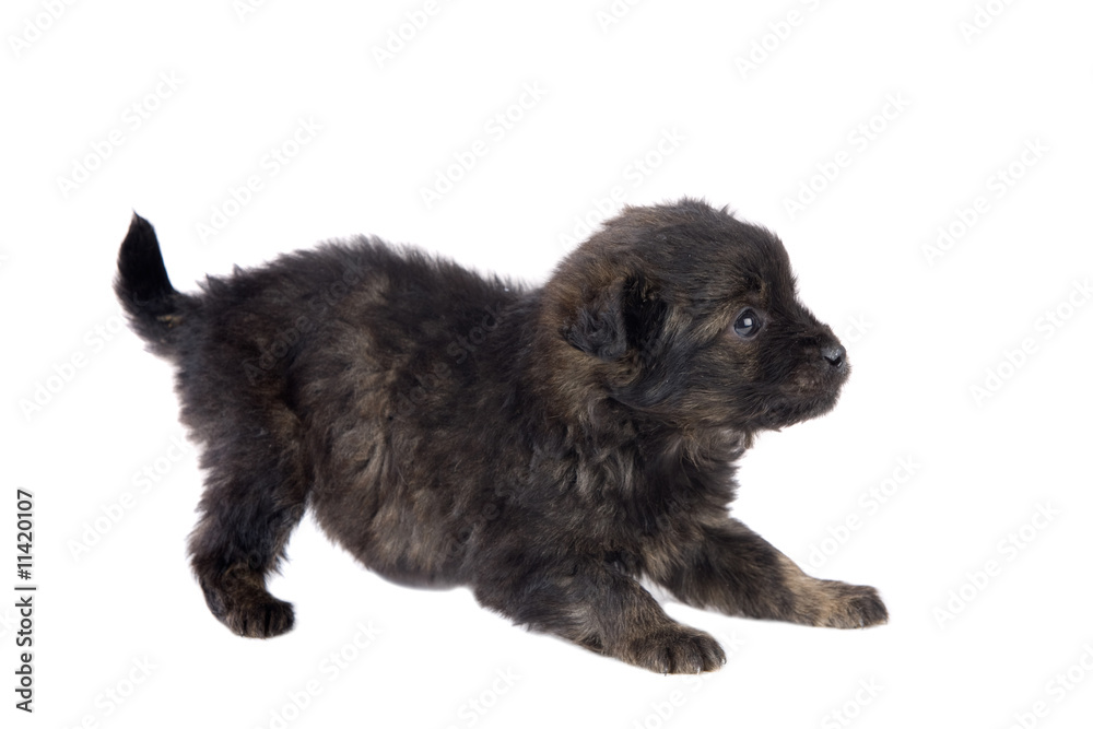 Fototapeta premium Cute puppy dog brown