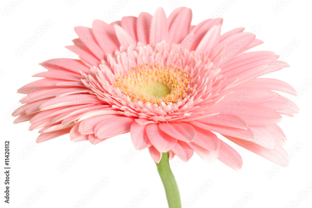 Pink daisy isolated [with clipping path]