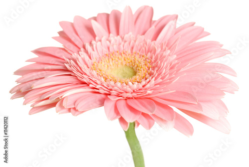 Pink daisy isolated [with clipping path]