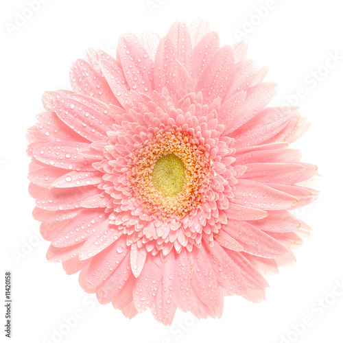 Pink daisy isolated  with clipping path 