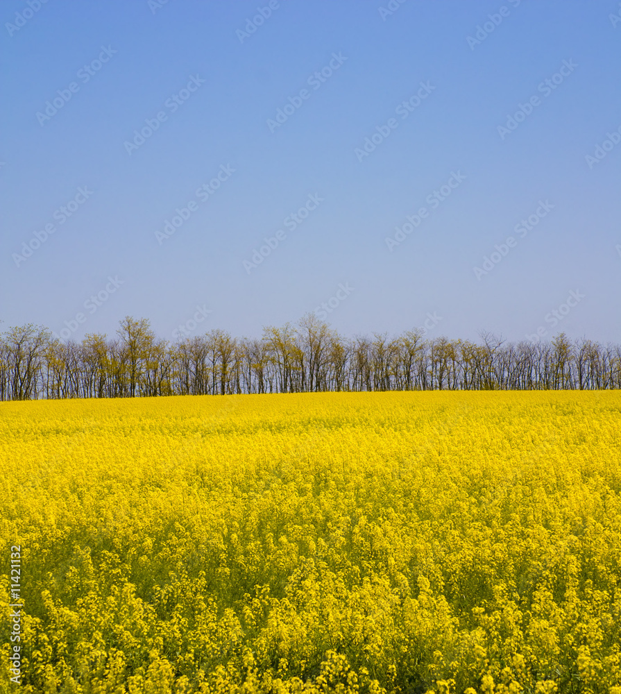 rape field under the blue sky - vertical panoramic image rape field under the blue sky - vertical panoramic image