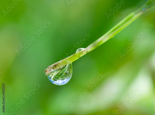 water-drop on green blade