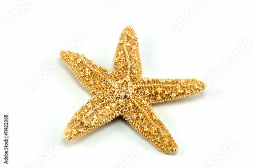 Tiny starfish