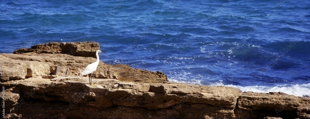 Sea white bird on a rocky mediterranean shore