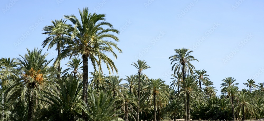 Palm tree forest in Elche, Spain Palm tree forest in Elche, Spain