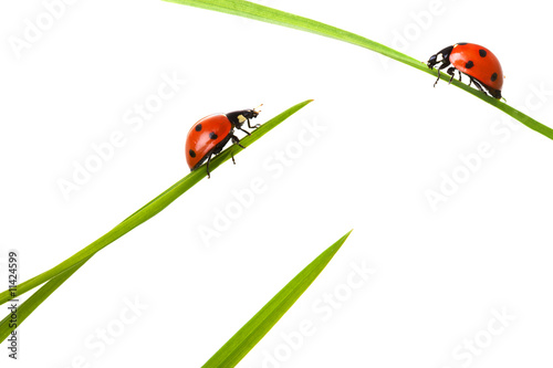 Two ladybird on meeting