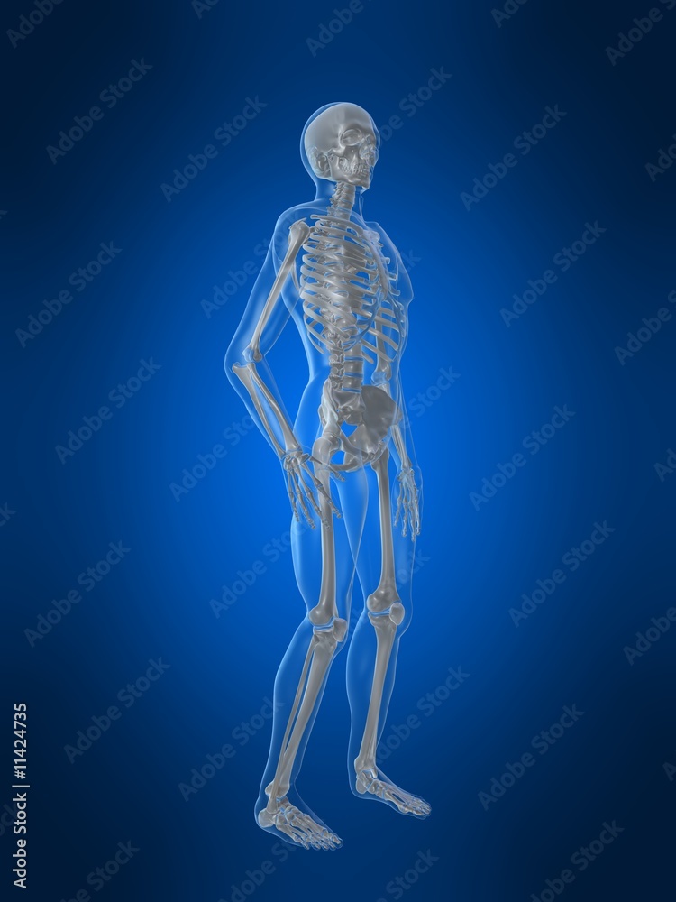 skelett anatomie