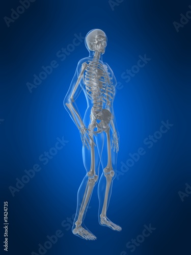 skelett anatomie