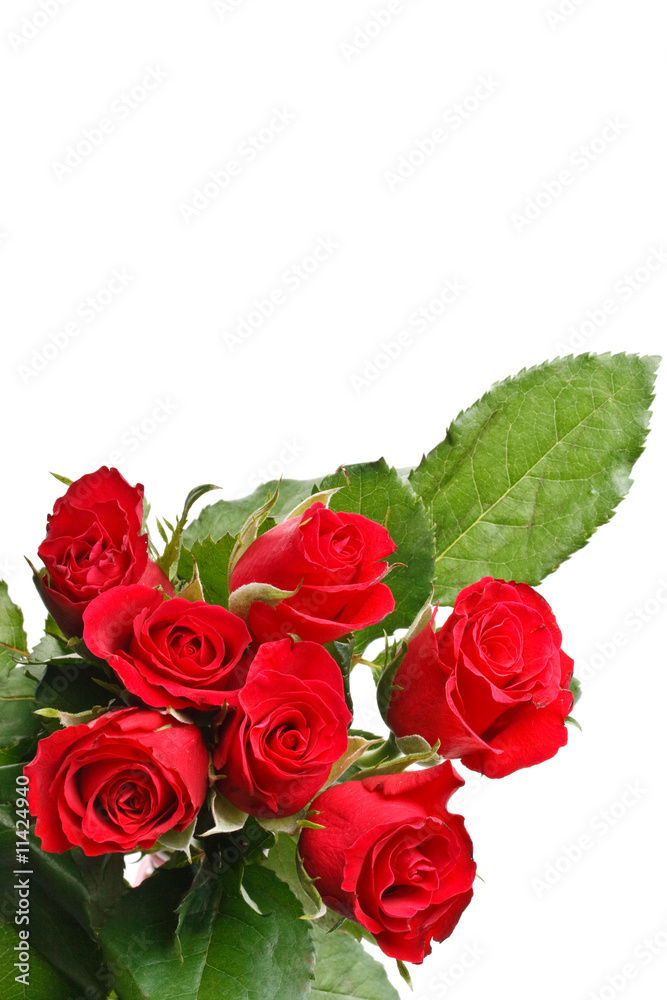Red roses Red roses