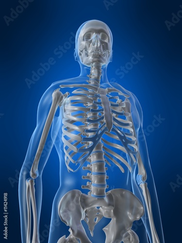 oberkörper eines menschlichen skeletts