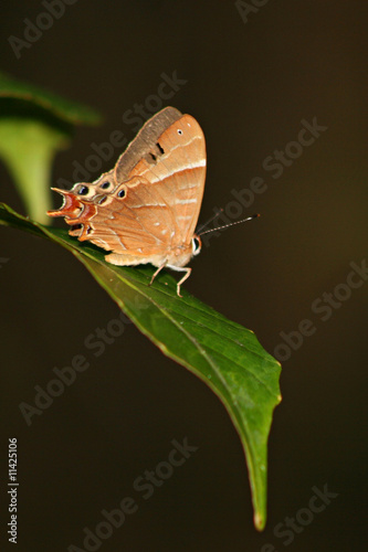 Schmetterling Madagaskar 02