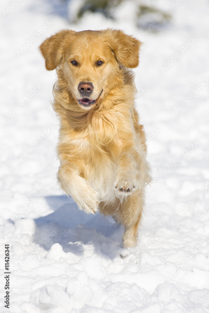 Happy golden retriever running in the snow Happy golden retriever running in the snow