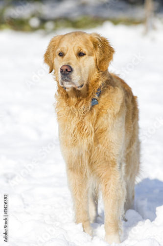 Golden Retriever