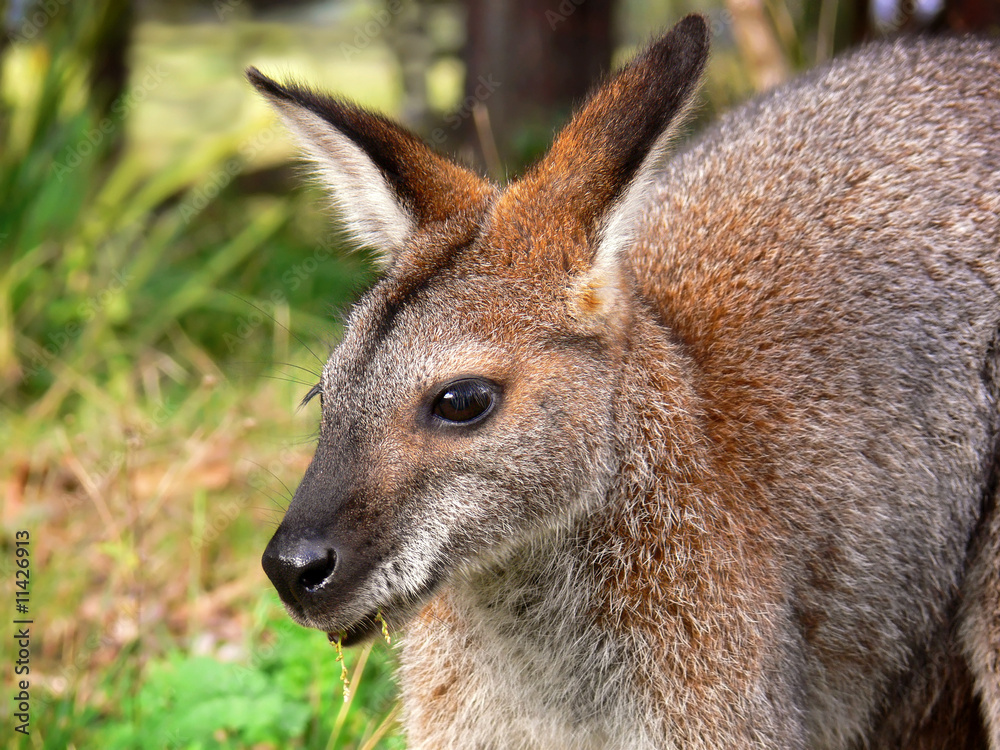 Wallaby (Red-necked)