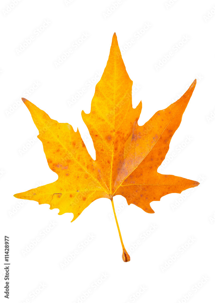 Fototapeta premium Orange fall maple leaf isolated on white.