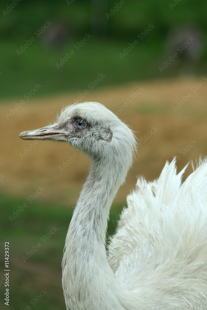 Fototapeta premium Close up of a white Rhea