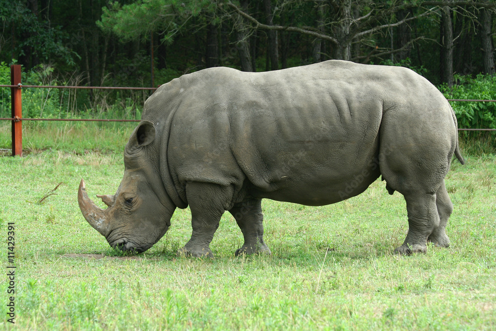 White Rhinoceros on the savannah White Rhinoceros on the savannah