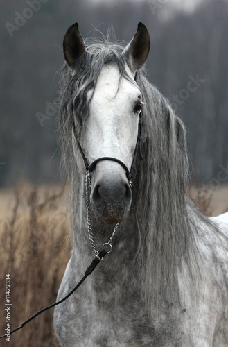 Schilderij op canvas Grey stallion portrait