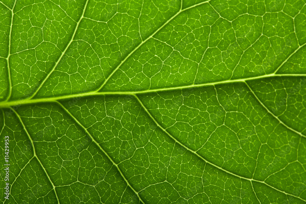 macro of fresh leaf background macro of fresh leaf background