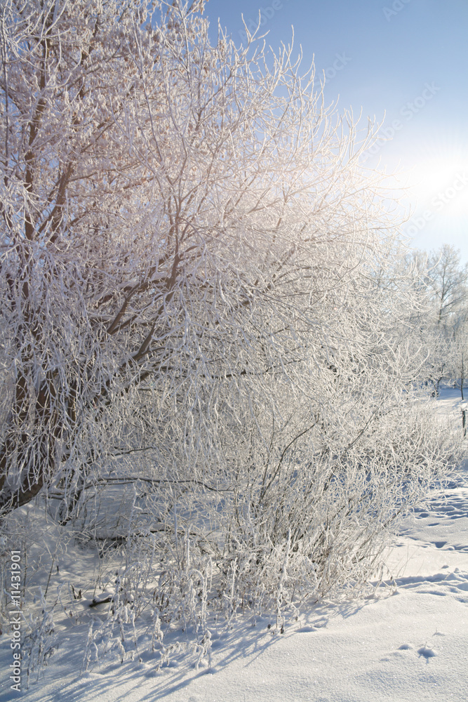 Obraz premium Group of bushes and trees covered with hoar frost