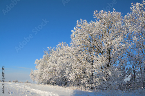 Edge of oak groove covered with snow