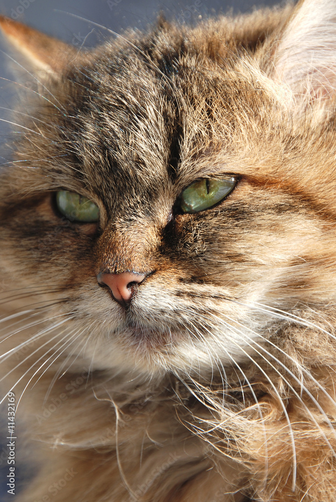Wild cat portrait Wild cat portrait
