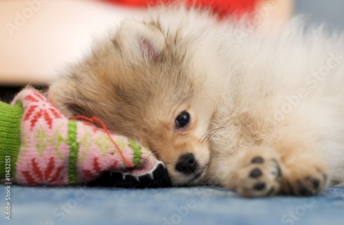 Pomeranian spitz puppy