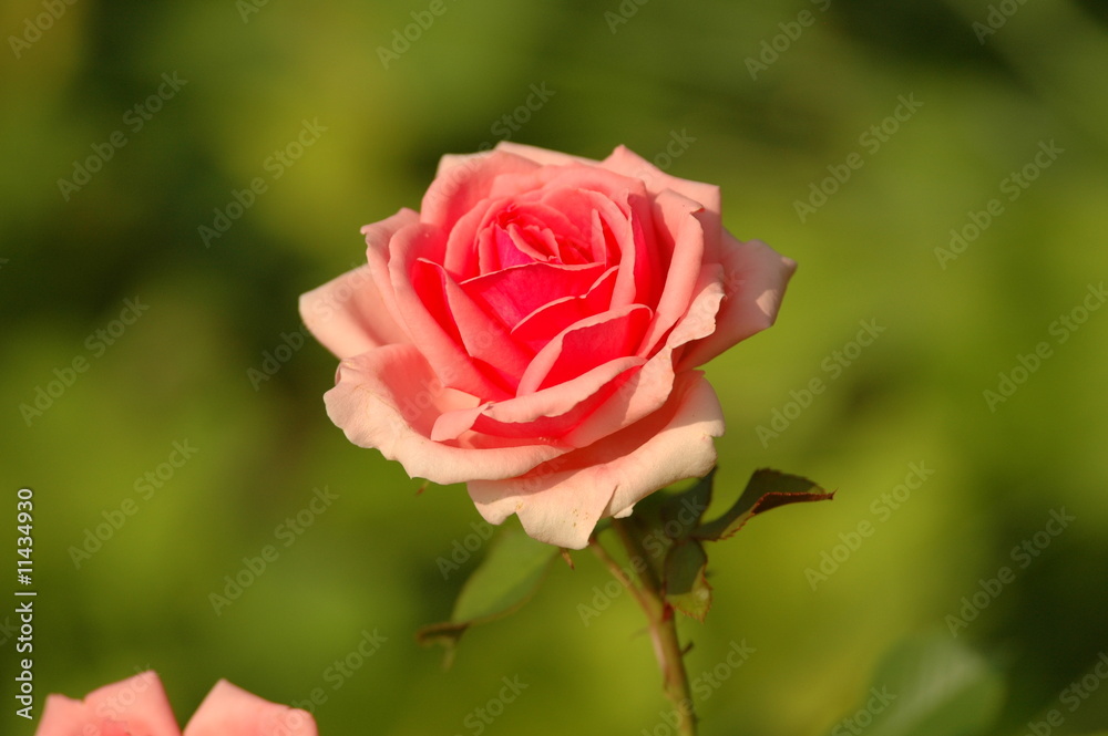 Rose Rose