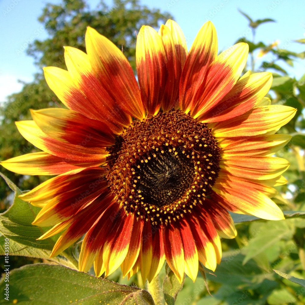 Obraz premium Sonnenblume rot gelb