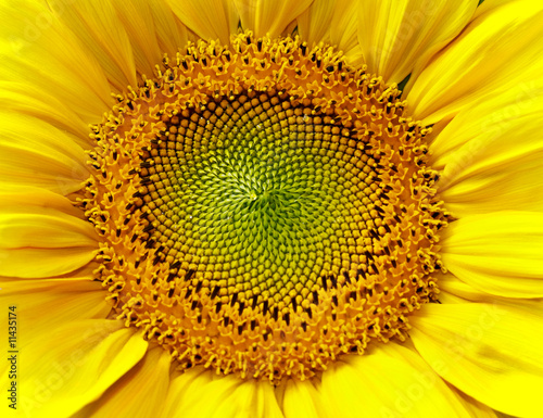 Beautiful yellow Sunflower petals closeup