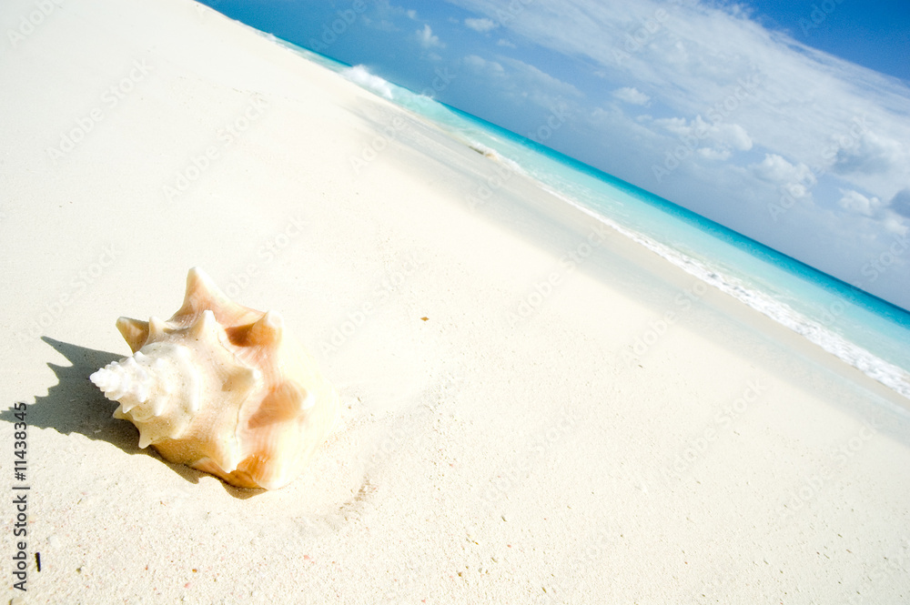 Conch shell on caribbean beach Conch shell on caribbean beach